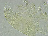 Pseudechiniscus ramazzottii image