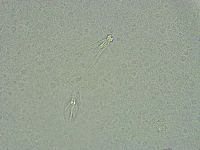 Pseudechiniscus ramazzottii image