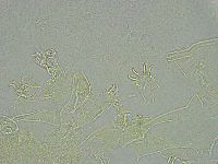 Pseudechiniscus ramazzottii facettalis image