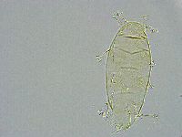 Pseudechiniscus ramazzottii image