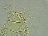 Pseudechiniscus ramazzottii image