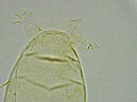 Pseudechiniscus ramazzottii image