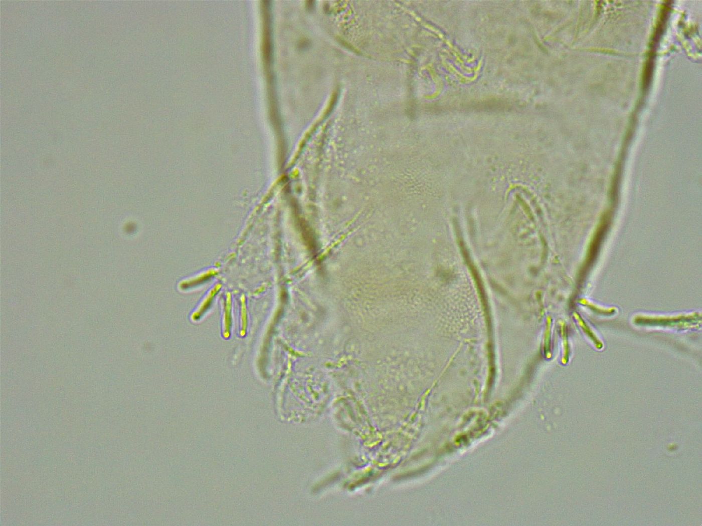 Pseudechiniscus ramazzottii facettalis image