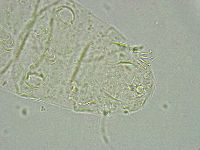 Pseudechiniscus ramazzottii image