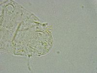 Pseudechiniscus ramazzottii image