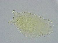 Pseudechiniscus ramazzottii facettalis image
