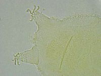 Pseudechiniscus ramazzottii facettalis image