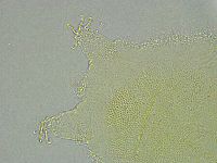 Pseudechiniscus ramazzottii image