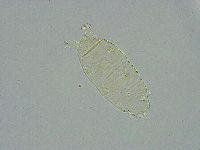 Pseudechiniscus ramazzottii image