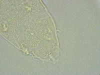 Pseudechiniscus ramazzottii facettalis image