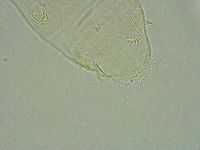Pseudechiniscus ramazzottii facettalis image