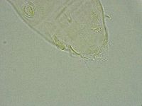 Pseudechiniscus ramazzottii image