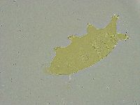 Pseudechiniscus ramazzottii image