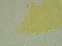 Pseudechiniscus ramazzottii image