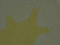 Pseudechiniscus ramazzottii facettalis image