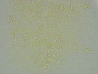 Pseudechiniscus ramazzottii image