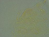 Pseudechiniscus ramazzottii image