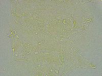 Pseudechiniscus ramazzottii image