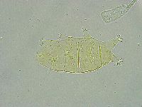 Pseudechiniscus ramazzottii image