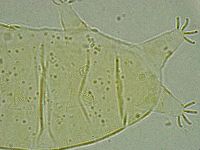 Pseudechiniscus ramazzottii image