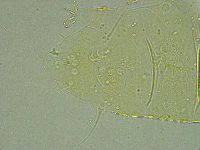 Pseudechiniscus ramazzottii image
