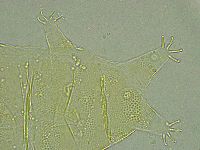 Pseudechiniscus ramazzottii image