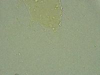 Pseudechiniscus ramazzottii image
