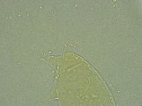 Pseudechiniscus ramazzottii facettalis image
