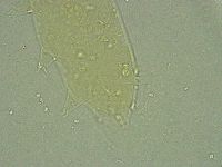 Pseudechiniscus ramazzottii image