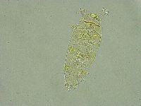 Pseudechiniscus ramazzottii image