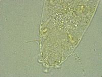 Pseudechiniscus ramazzottii image