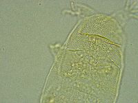 Pseudechiniscus ramazzottii image