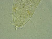 Pseudechiniscus ramazzottii facettalis image