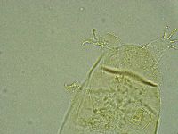 Pseudechiniscus ramazzottii facettalis image