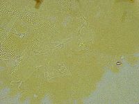 Pseudechiniscus ramazzottii image