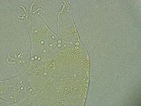 Pseudechiniscus ramazzottii image