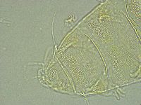 Pseudechiniscus ramazzottii image