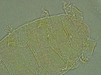 Pseudechiniscus ramazzottii image