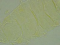 Pseudechiniscus ramazzottii image