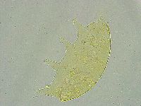 Pseudechiniscus ramazzottii image