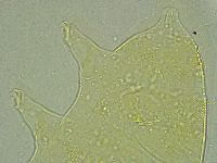 Pseudechiniscus ramazzottii facettalis image