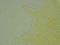 Pseudechiniscus ramazzottii facettalis image