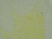Pseudechiniscus ramazzottii facettalis image