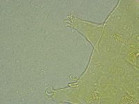 Pseudechiniscus ramazzottii image