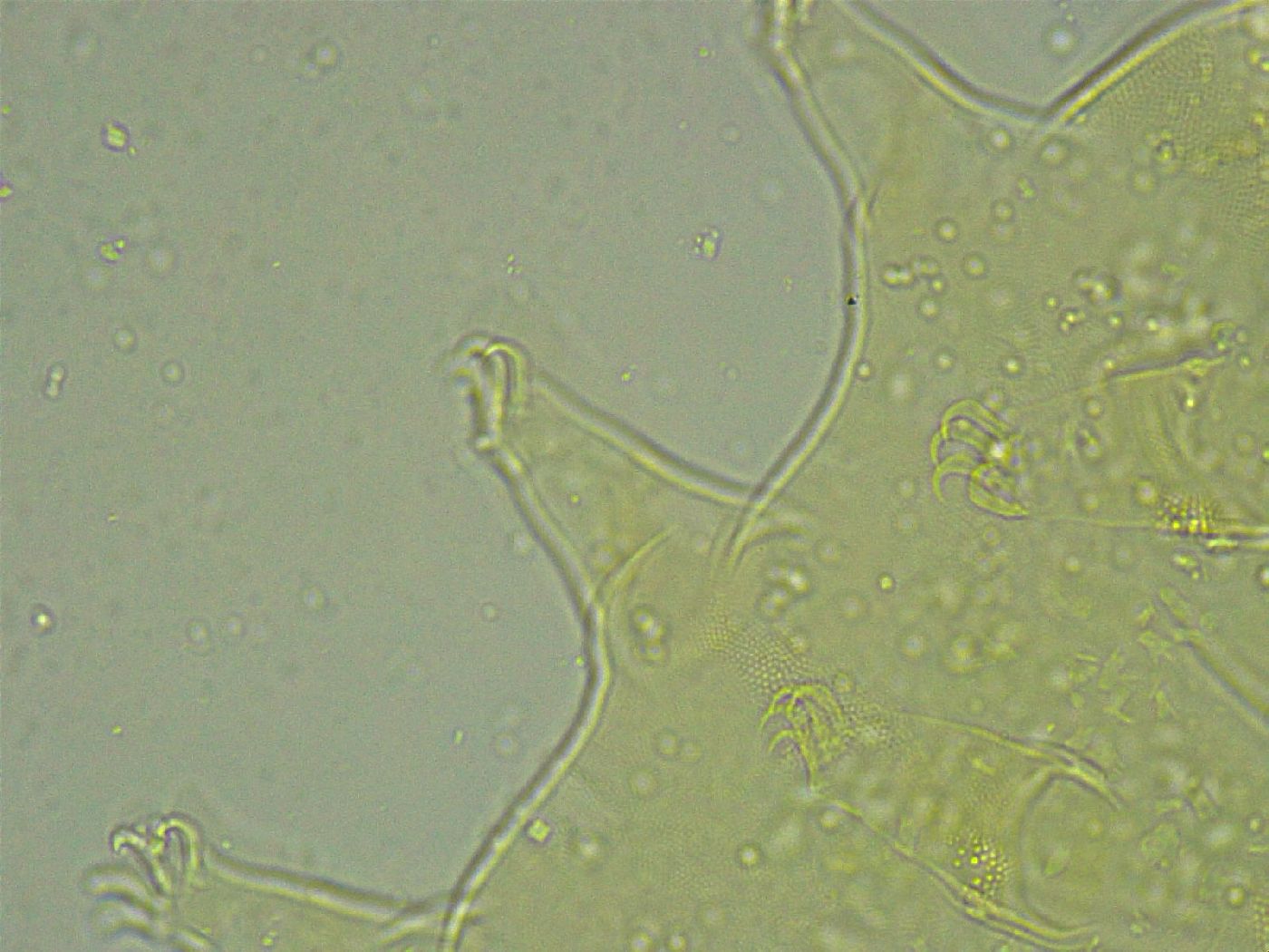 Pseudechiniscus ramazzottii image