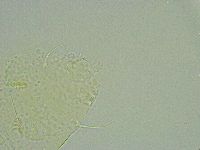 Pseudechiniscus suillus image