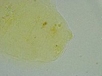Pseudechiniscus suillus image