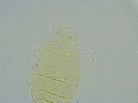 Pseudechiniscus ramazzottii image
