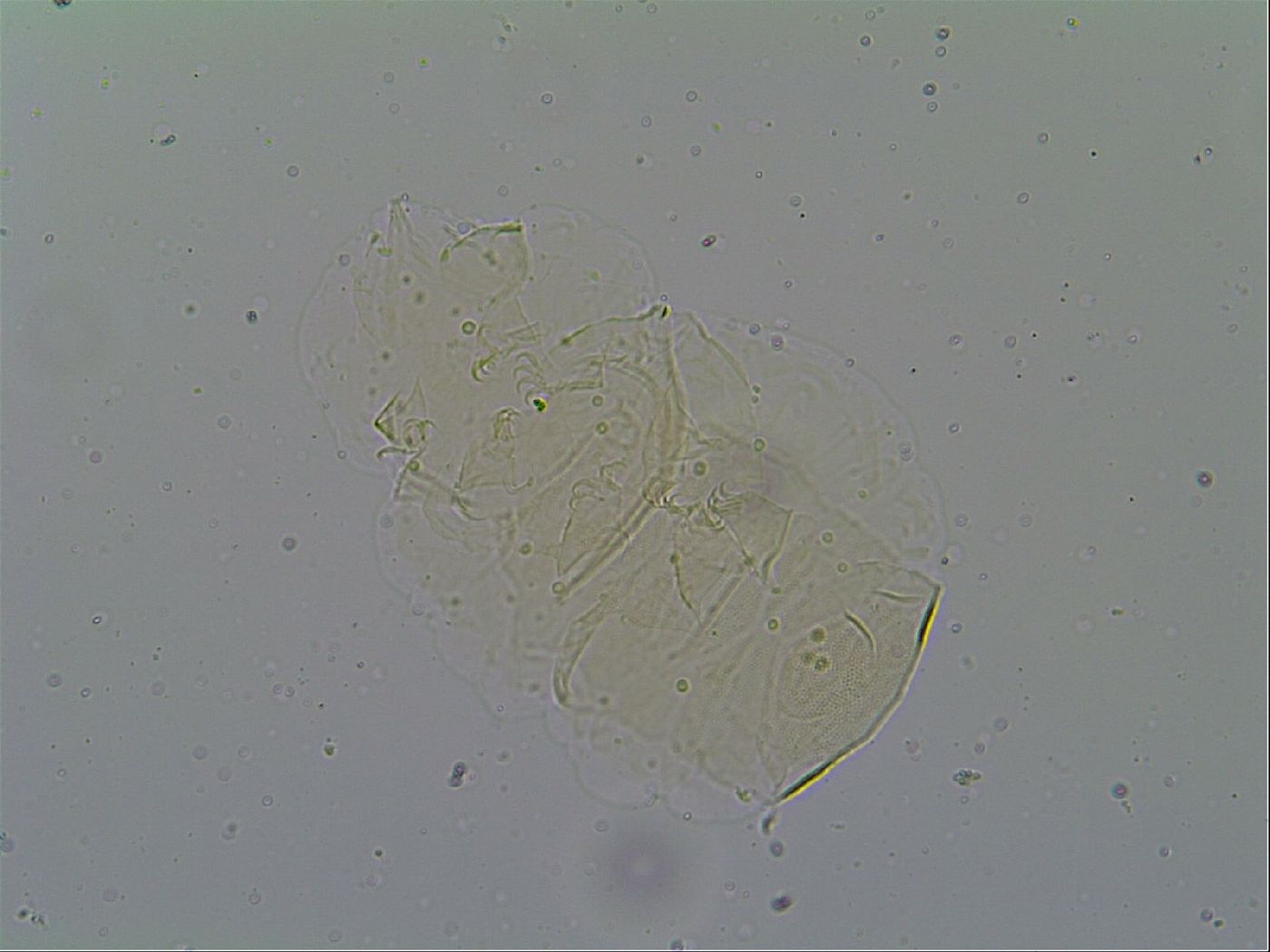 Pseudechiniscus suillus image