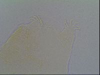 Pseudechiniscus ramazzottii image
